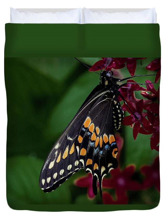 Black Swallowtail Butterfly Duvet Cover featuring the photograph Black Swallowtail Butterfly by Jay Stockhaus