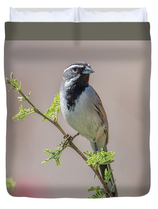 Tucson Duvet Cover featuring the photograph Black-Throated Sparrow by Dan McManus