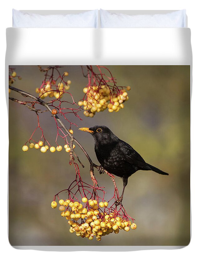 Blackbird Duvet Cover featuring the photograph Blackbird Yellow Berries by Pete Walkden