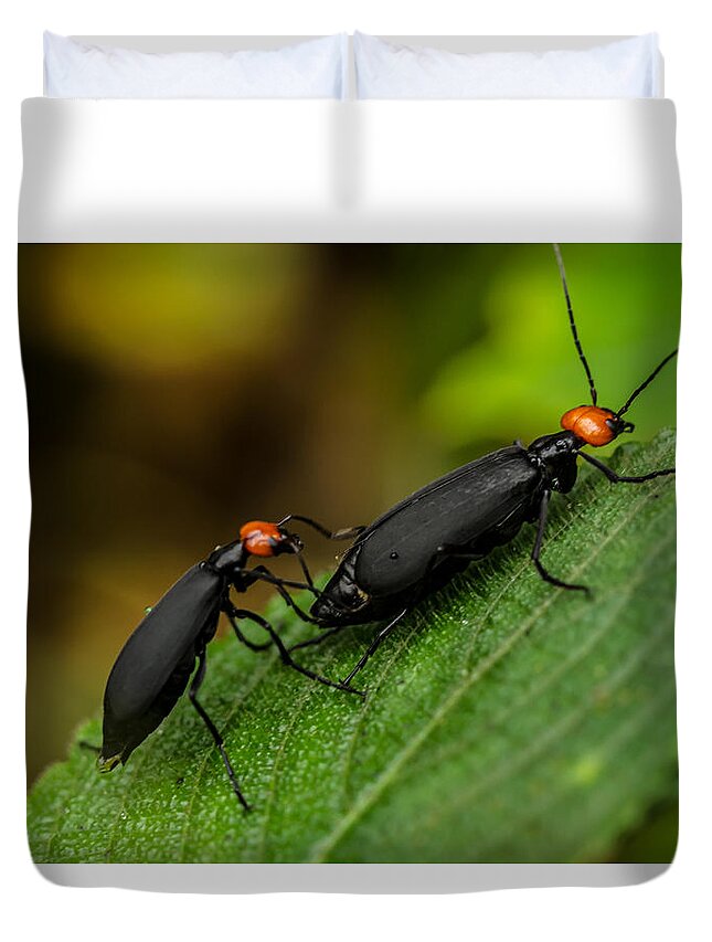 Blister Beetles Duvet Cover featuring the photograph Blister Beetles by Ramabhadran Thirupattur