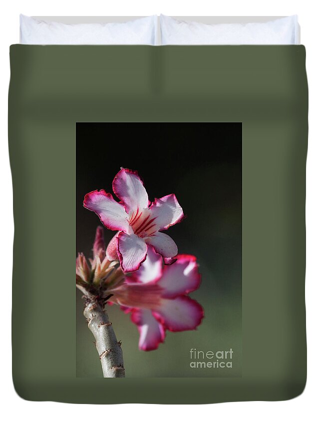 Desert Rose Duvet Cover featuring the photograph Blooming desert rose by Ruth Jolly