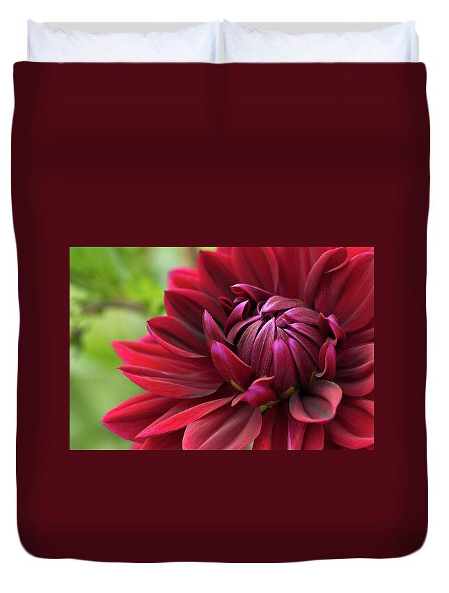 Dahlia Duvet Cover featuring the photograph Blooming red dahlia by GoodMood Art