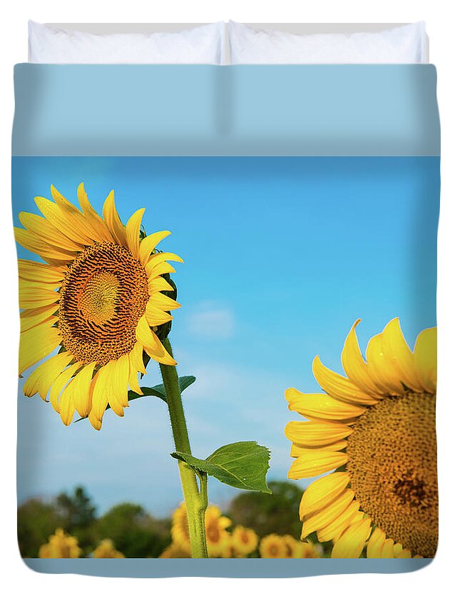 Bloom Duvet Cover featuring the photograph Blooming Sunflower in Blue Sky by Dennis Dame