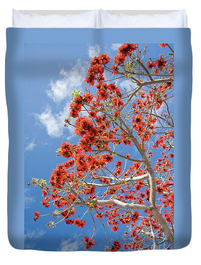 Nature Duvet Cover featuring the photograph Blossoming Coral Tree by Julia Hiebaum