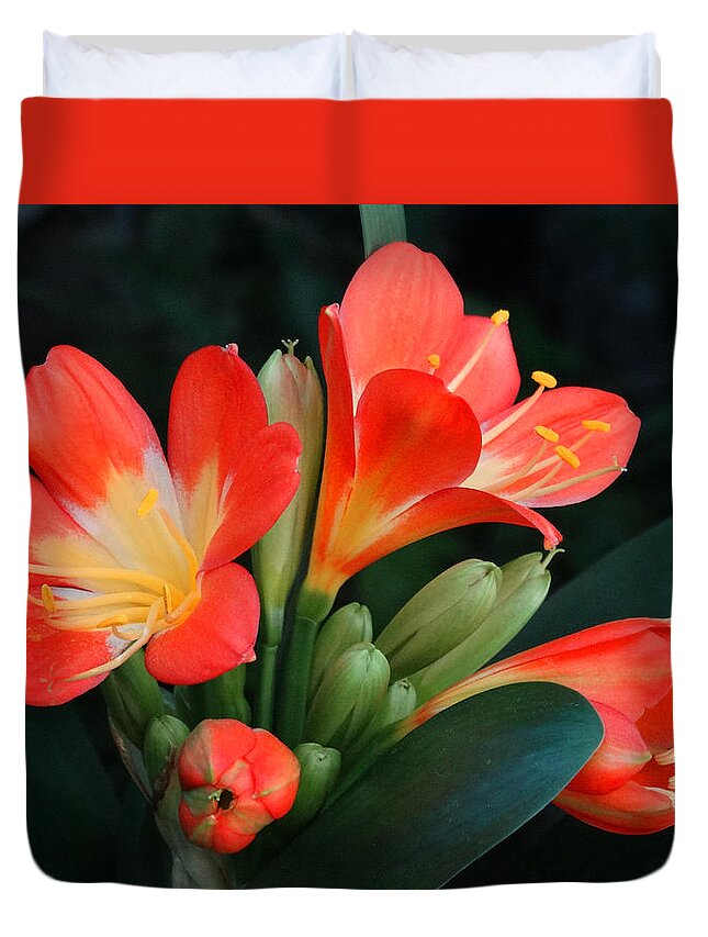 Natal Lily Duvet Cover featuring the photograph Blossoming Natal Lily by David T Wilkinson
