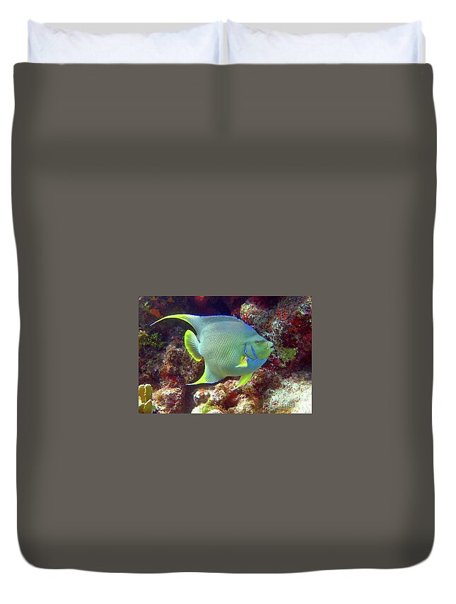 Underwater Duvet Cover featuring the photograph Blue Angelfish by Daryl Duda