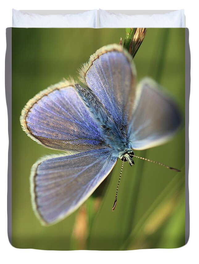 Blue Butterfly Duvet Cover featuring the photograph Blue Butterfly by Ian Sanders