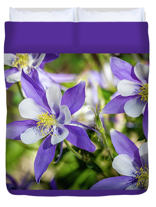 Colorado Duvet Cover featuring the photograph Blue Columbine Wildflowers by Teri Virbickis