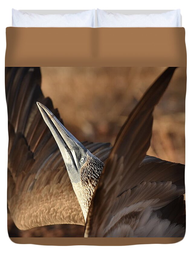 Blue-footed Booby Duvet Cover featuring the photograph Blue-footed Booby Display by Ben Foster