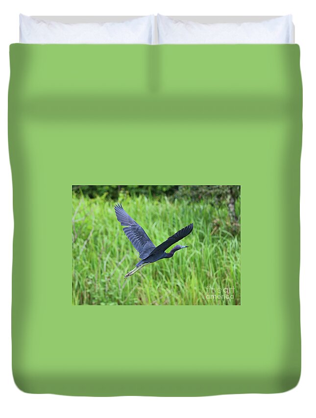 Little Blue Heron Duvet Cover featuring the photograph Blue Heron Flying over Green Reeds by Carol Groenen