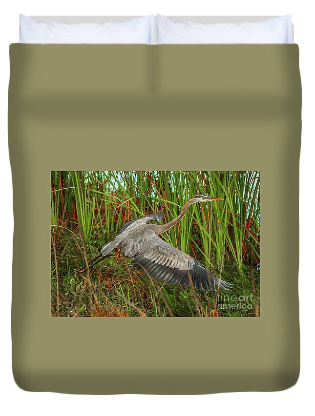 Bird Duvet Cover featuring the photograph Blue Heron Take-Off by Tom Claud