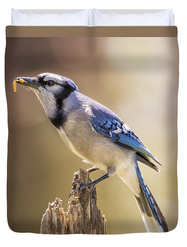 Bird Duvet Cover featuring the photograph Blue Jay Breakfast by Bill and Linda Tiepelman