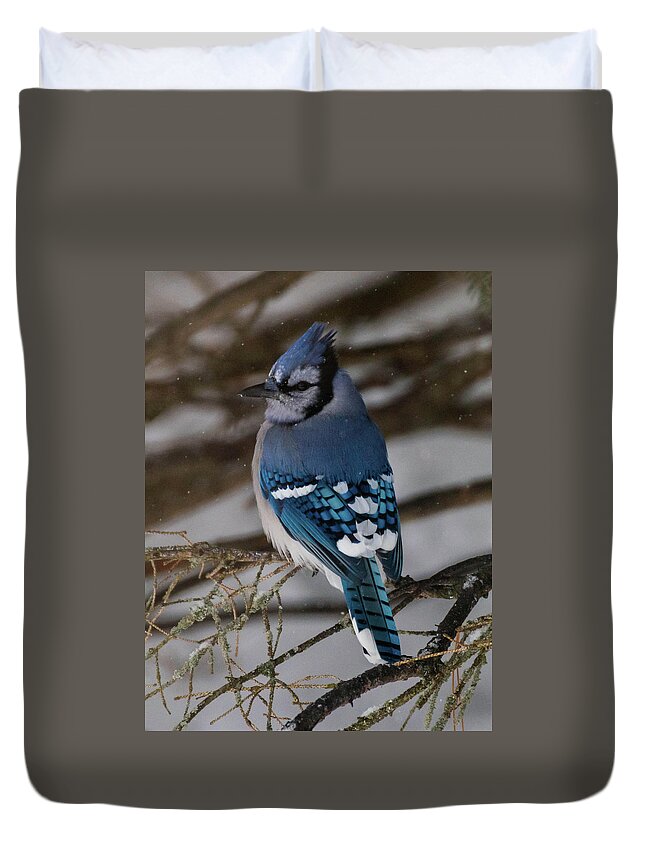 Bird Duvet Cover featuring the photograph Blue Jay by Jody Partin