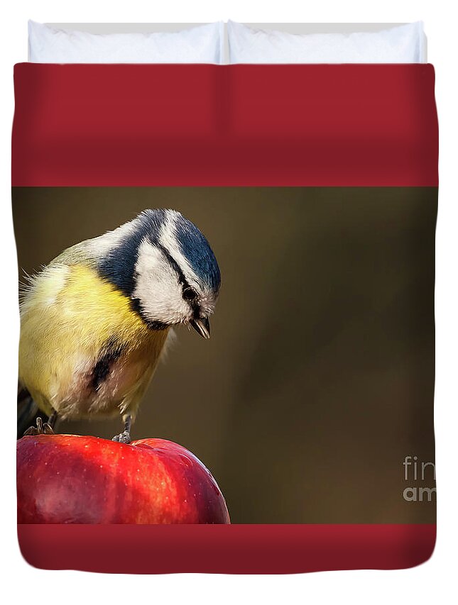 Bird Duvet Cover featuring the photograph Blue Tit Cyanistes caeruleus sat on a red apple looking down by Simon Bratt