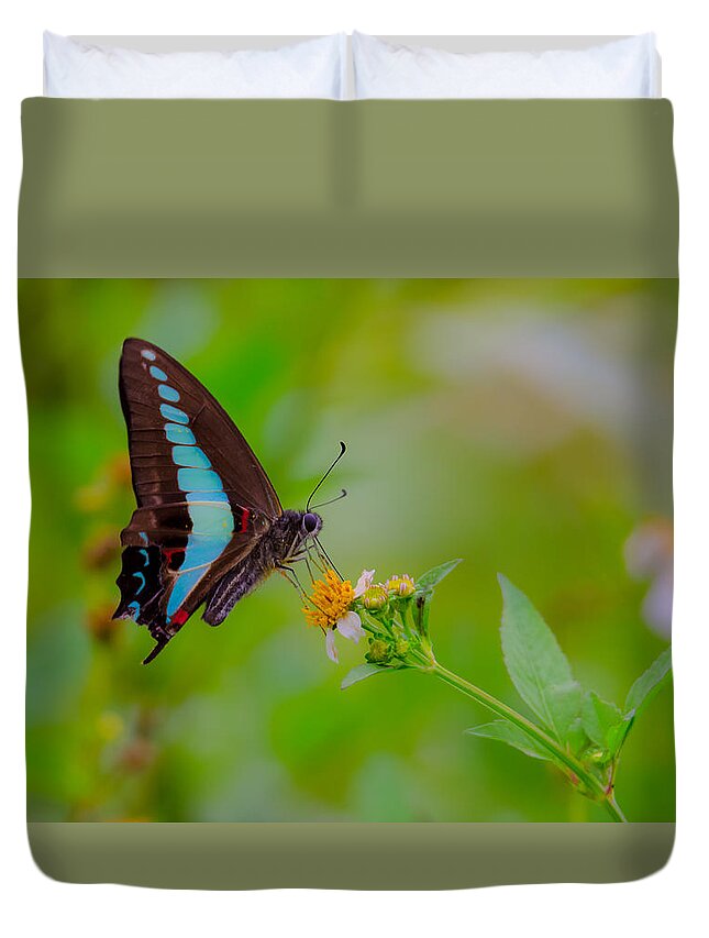 Blue Triangle Duvet Cover featuring the photograph Blue Triangle Butterfly on Okuma by Jeff at JSJ Photography