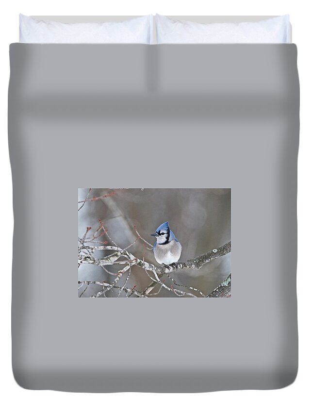 Bluejay Duvet Cover featuring the photograph Bluejay 1352 by Michael Peychich