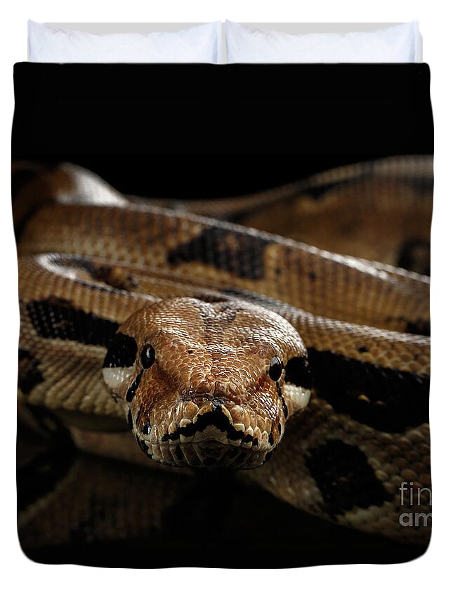 Boa Duvet Cover featuring the photograph Boa constrictor imperator color, on isolated black background by Sergey Taran