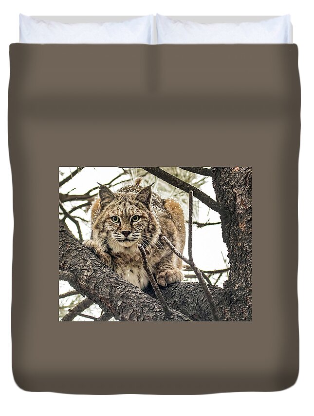 Categories Duvet Cover featuring the photograph Bobcat in Winter by Dawn Key
