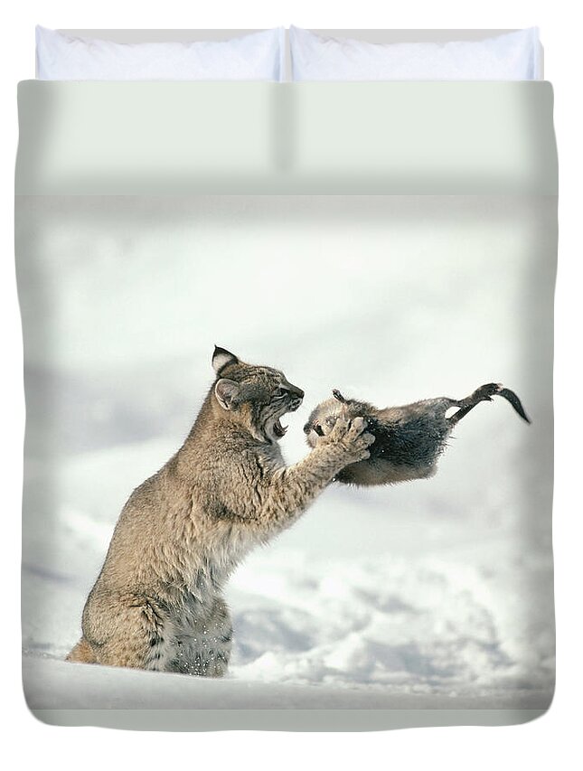 Mp Duvet Cover featuring the photograph Bobcat Lynx Rufus Capturing Muskrat by Michael Quinton