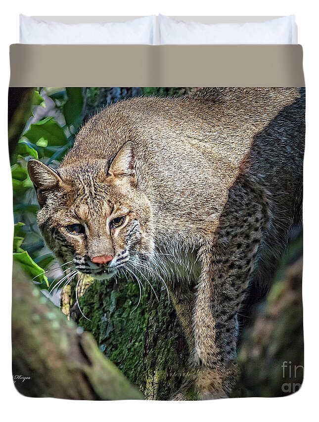 Nature Duvet Cover featuring the photograph Bobcat On The Prowl by DB Hayes