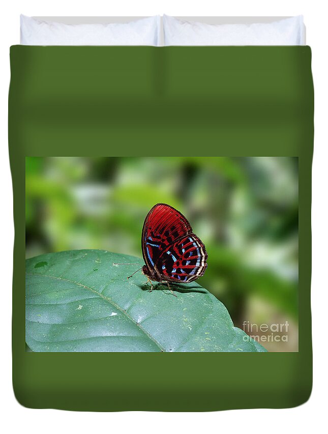Harlequin Butterfly Duvet Cover featuring the photograph Borneo Butterfly by Warren Photographic