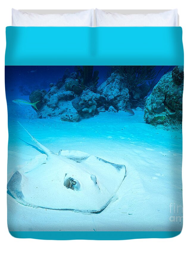Southern Stingray Duvet Cover featuring the photograph Bottom Dweller by Aaron Whittemore