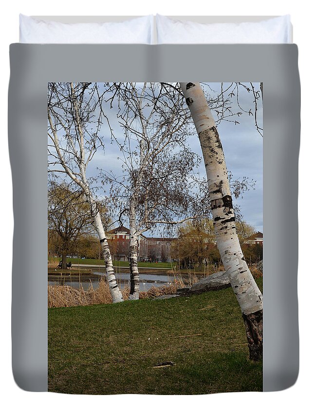 Parc Duvet Cover featuring the photograph Bouleaux / Birch Trees 3 by Jean-Marc Robert