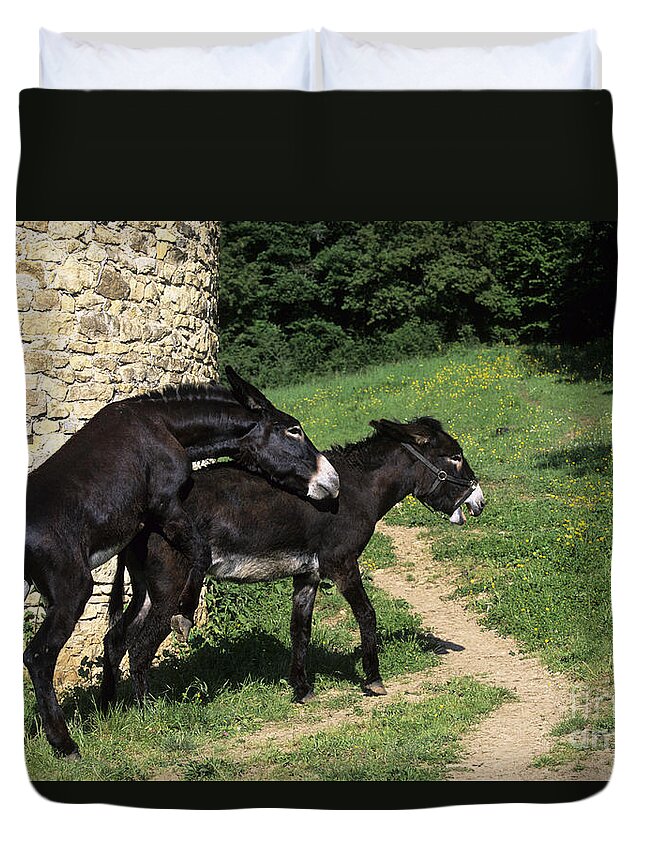 Grand Noir Du Berry Duvet Cover featuring the photograph Breeding Donkeys by Jean-Louis Klein & Marie-Luce Hubert