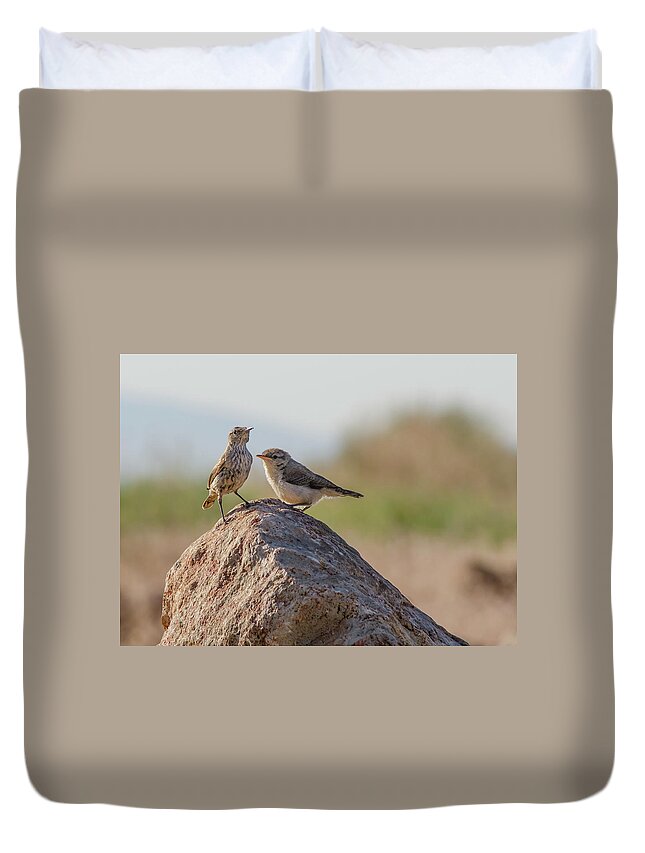 Sparrow Duvet Cover featuring the photograph Brewer's Sparrow and Rock Wren by Rick Mosher