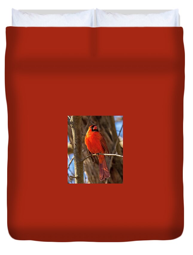 Cardinal Duvet Cover featuring the photograph Bright Boy by Rob Davies