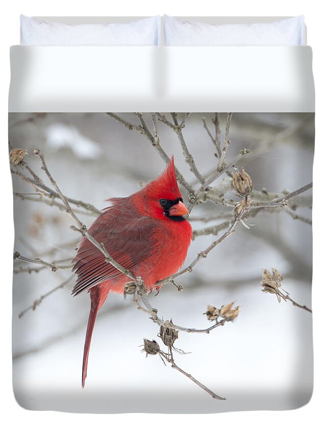 Eastern Cardinal. Cardinal Duvet Cover featuring the photograph Bright Splash of Red on a Snowy Day by Skip Tribby