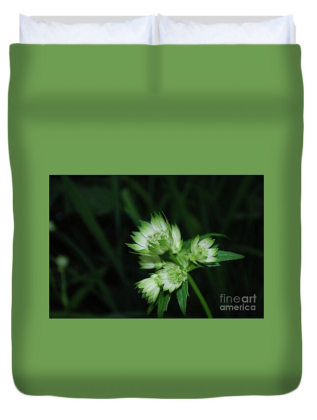 Astrantia Duvet Cover featuring the photograph Brilliant Blooming Great Masterwort Flowering in a Garden by DejaVu Designs
