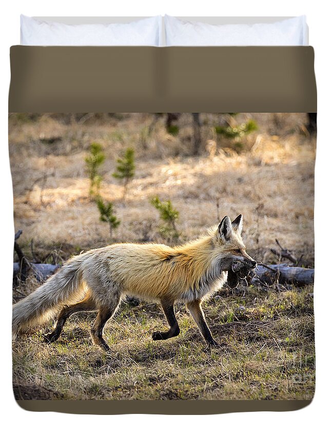 Red Fox Duvet Cover featuring the photograph Bringing It Home by Aaron Whittemore