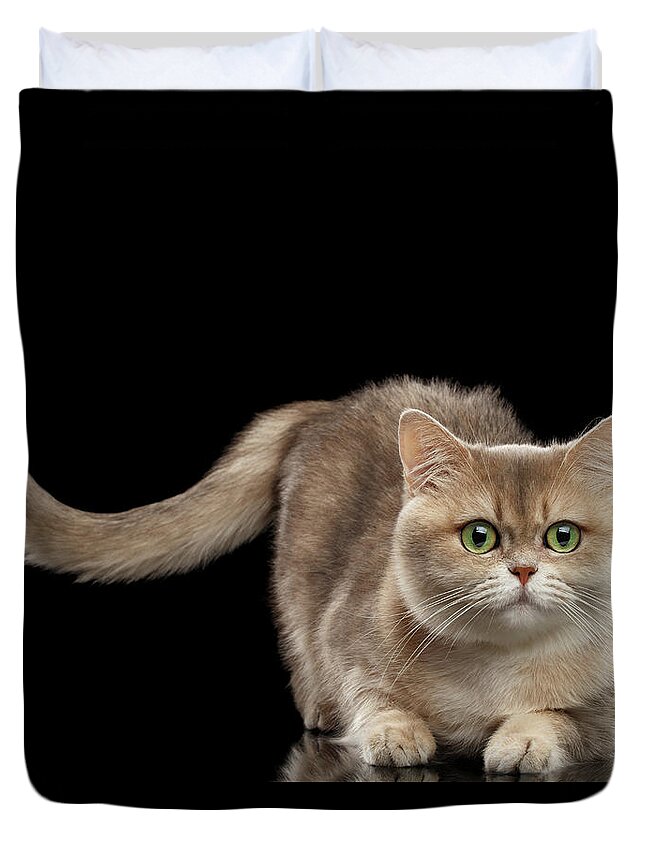 Funny Duvet Cover featuring the photograph Brittish Cat with Curve tail on Black by Sergey Taran