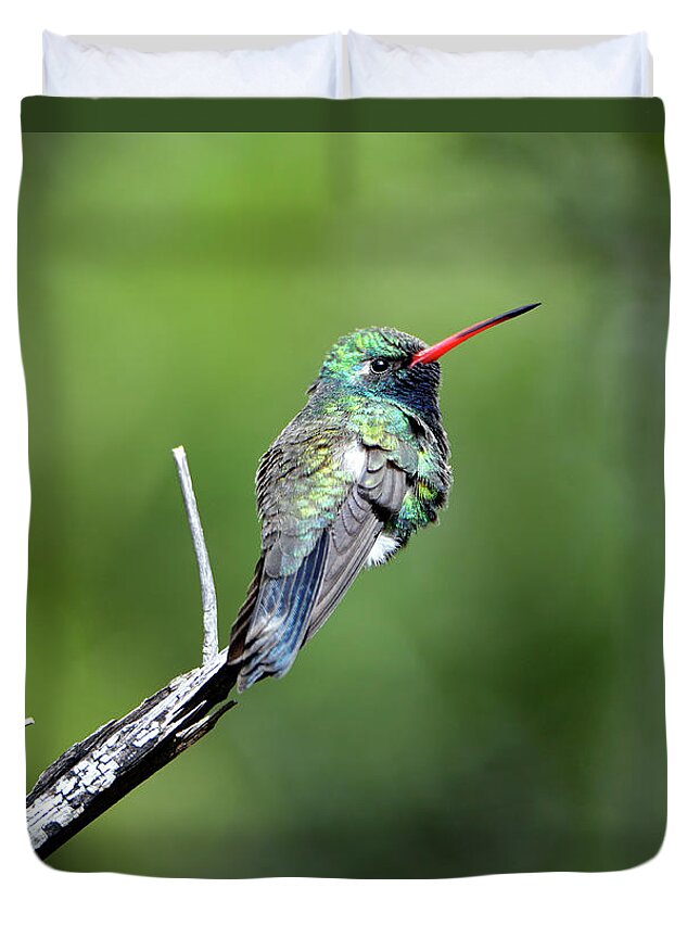 Denise Bruchman Duvet Cover featuring the photograph Broad-billed Hummingbird by Denise Bruchman