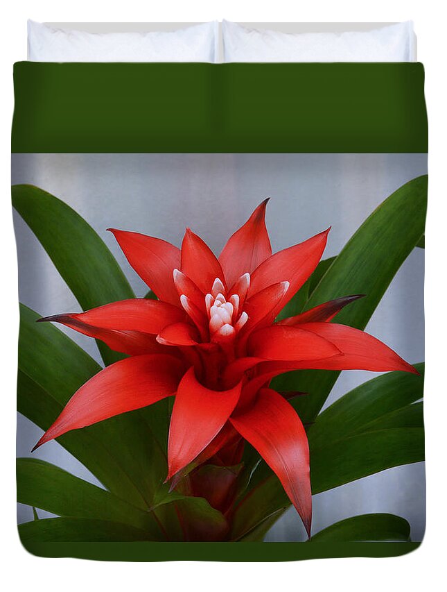 Bromeliad Duvet Cover featuring the photograph Bromeliad by Terence Davis