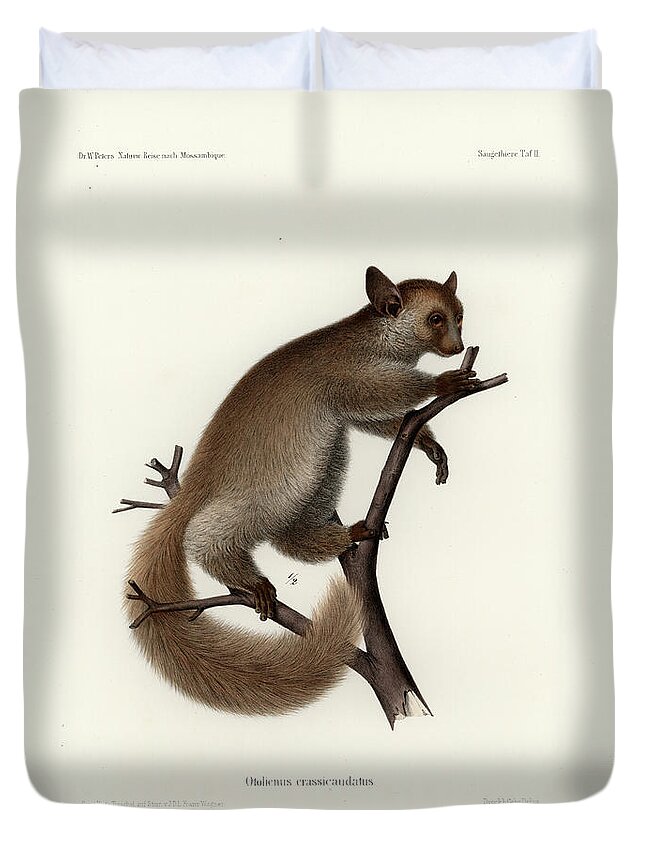 Otolemur Crassicaudatus Duvet Cover featuring the drawing Brown Greater Galago or Thick-tailed Bushbaby by Hugo Troschel and J D L Franz Wagner