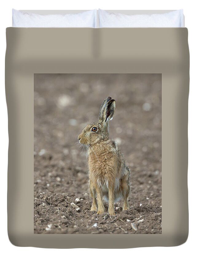 Brown Duvet Cover featuring the photograph Brown Hare On Ploughed Field by Pete Walkden