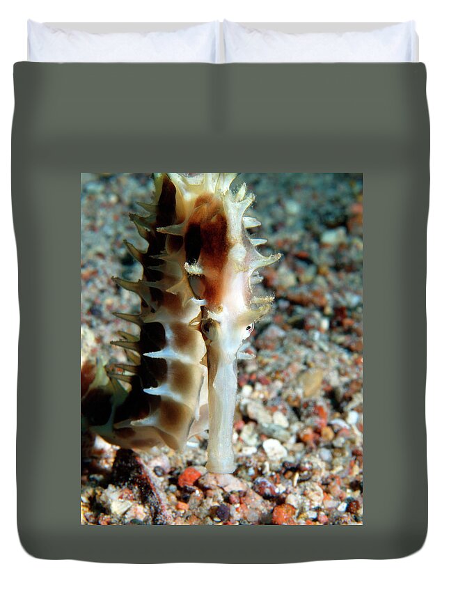 Jayakars Seahorse Duvet Cover featuring the photograph Red Jayakar's Seahorse, Red Sea, Israel 2 by Pauline Walsh Jacobson
