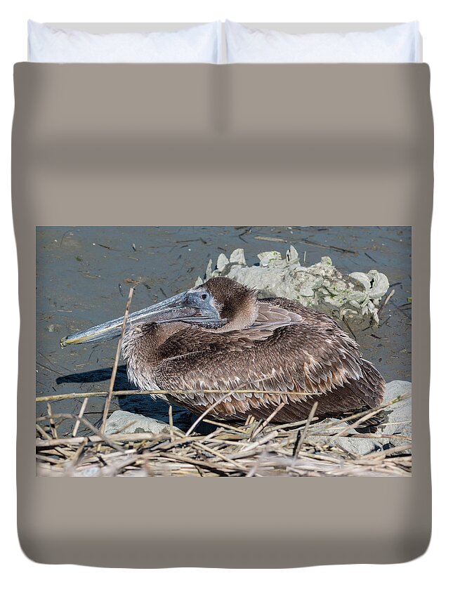 Pelican Duvet Cover featuring the photograph Brown Pelican 3 March 2018 by D K Wall