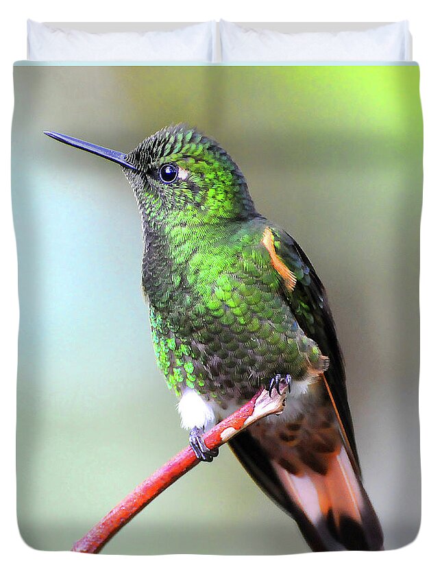 Buff Duvet Cover featuring the photograph Buff Hummingbird by Ted Keller