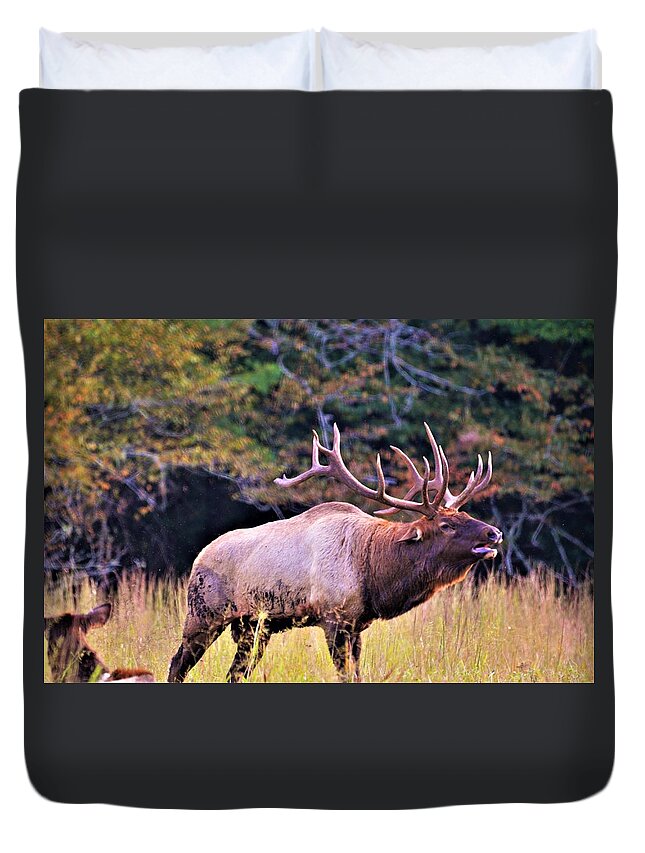 Rut Duvet Cover featuring the photograph Bull calling his herd by Chuck Brown