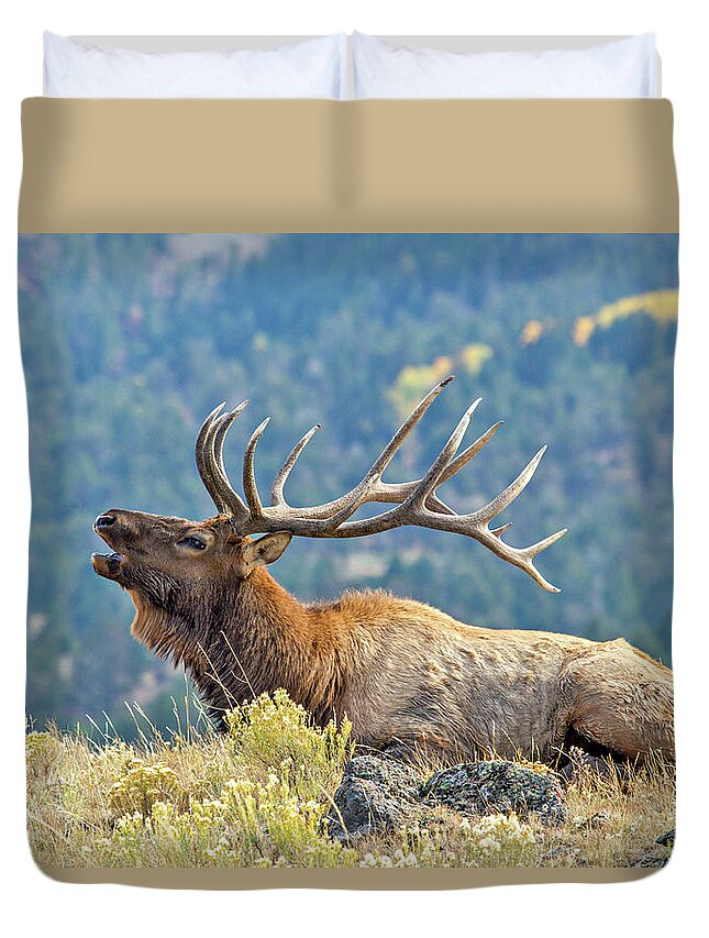 Bugle Duvet Cover featuring the photograph Bull Elk Bugling by Wesley Aston