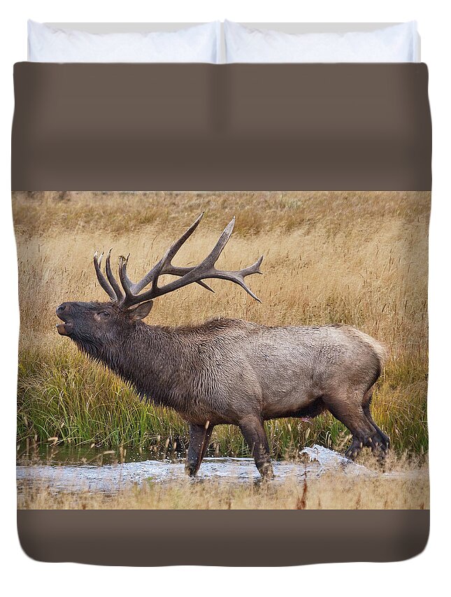 Elk Duvet Cover featuring the photograph Bull Elk in Yellowstone by Wesley Aston