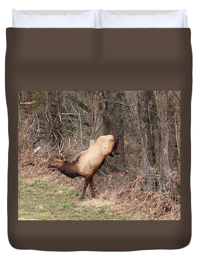 Bull Elk Duvet Cover featuring the photograph Bull Elk Jumping Fence by Michael Dougherty