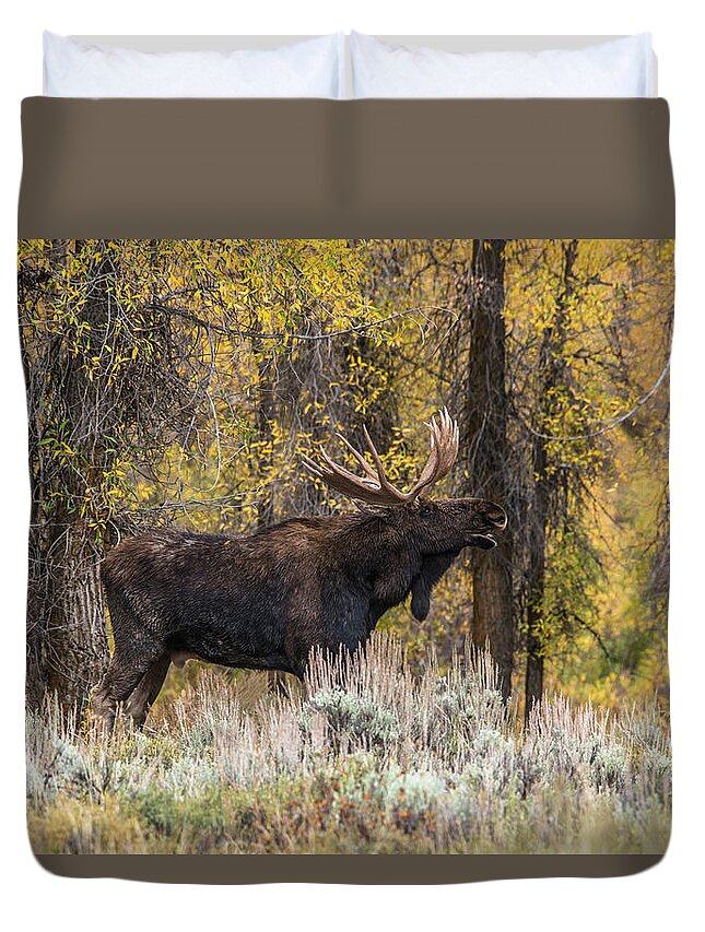 Bull Duvet Cover featuring the photograph Bull Moose Talk by Yeates Photography