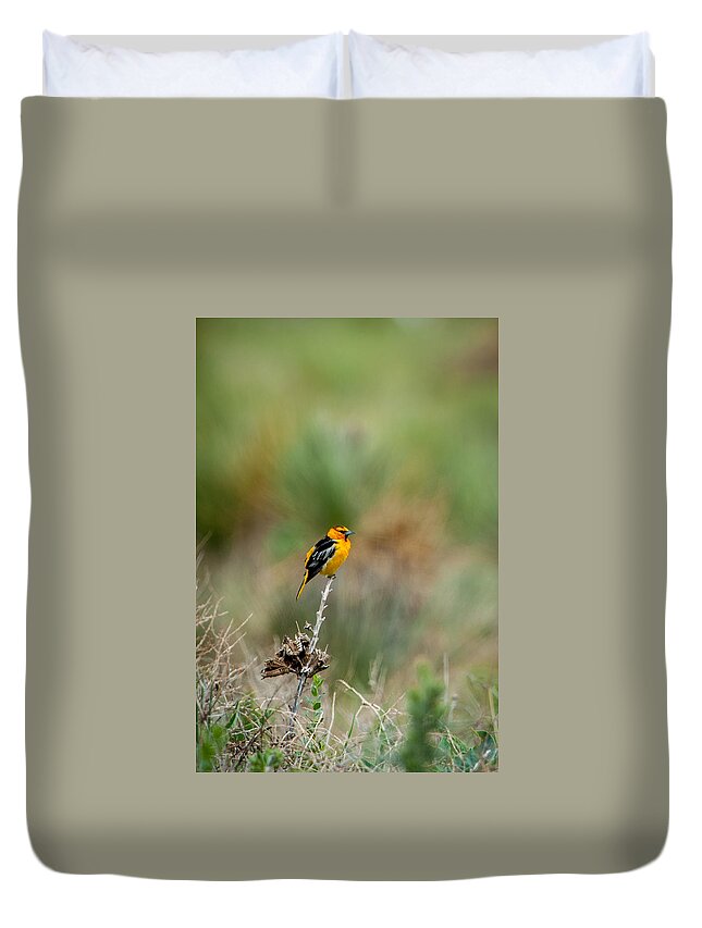 Bird Duvet Cover featuring the photograph Bullock's Oriole by Jeff Phillippi