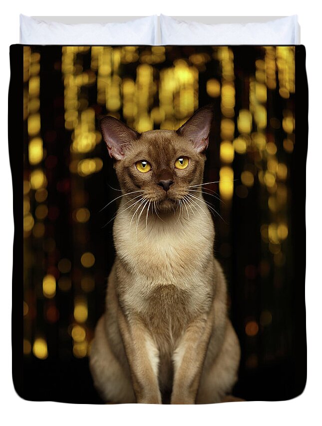 Breed Duvet Cover featuring the photograph Burmese Cat Sits on new year background by Sergey Taran