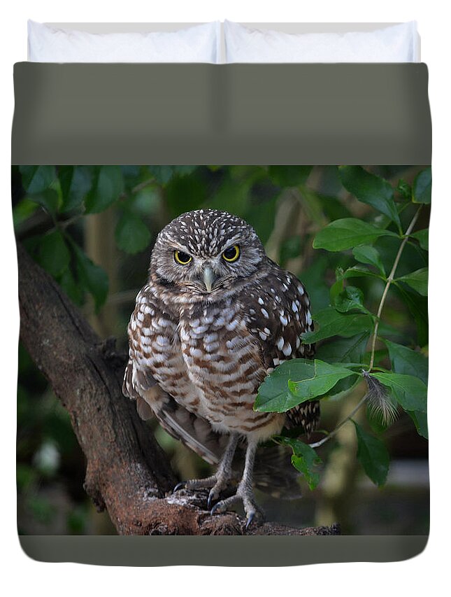 Burrowing Owl Duvet Cover featuring the photograph Burrowing Owl color version by Judy Wanamaker
