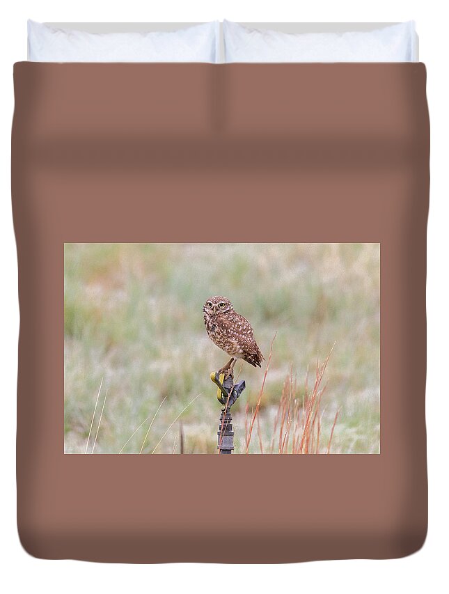 Owl Duvet Cover featuring the photograph Burrowing Owl On a Sprinkler by Tony Hake